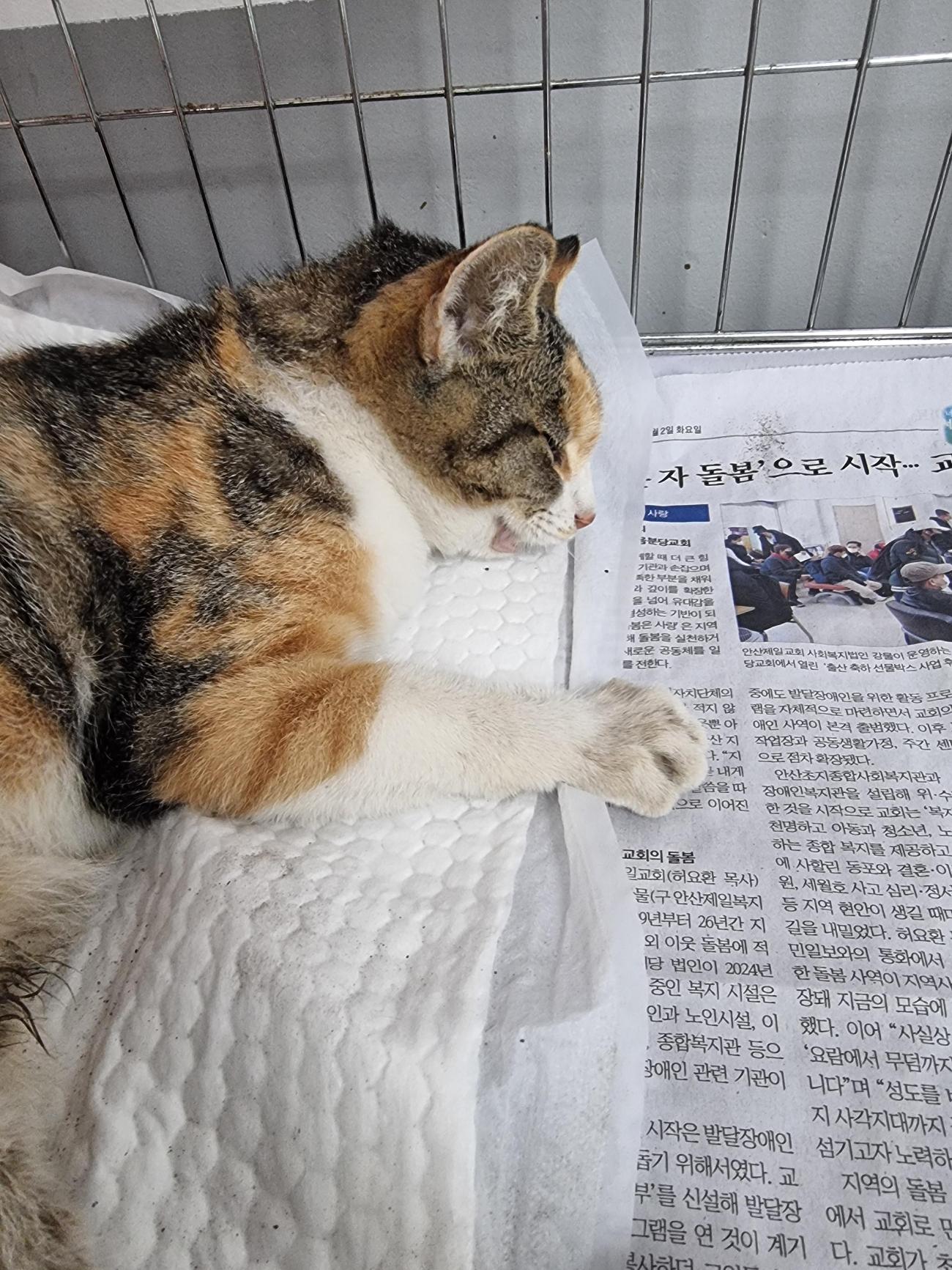 보호중 한국 고양이…